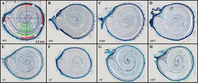 Fruit shape loci sun, ovate, fs8.1 and their interactions affect seed size and shape in tomato